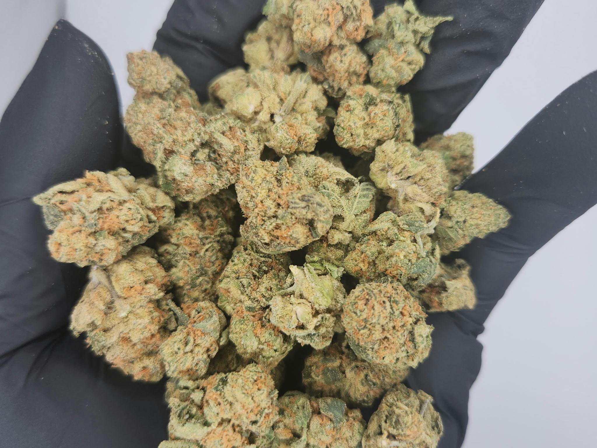 Product: Insane Gorilla | Bulk Bud - Ruby Grand