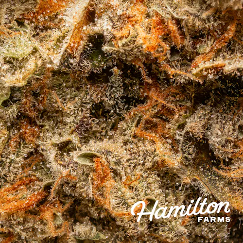 Critical Hog Mixed Nugs 7g-3