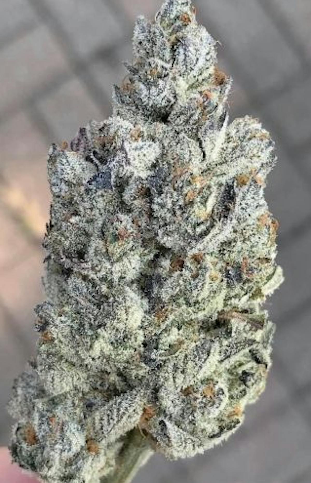 Photo of Platinum Shelf – Marshmallow OG (I)