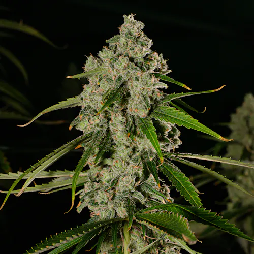 Jacks Delight 3.5g – Rythm (Pre-Pack)-active