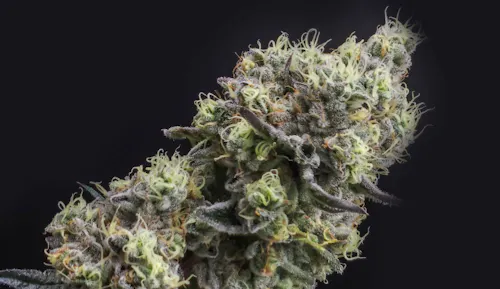 Root & Bloom Wedding Cake 1g Pre-Roll-active