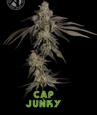 Product Aura | Cap Junky | Flower