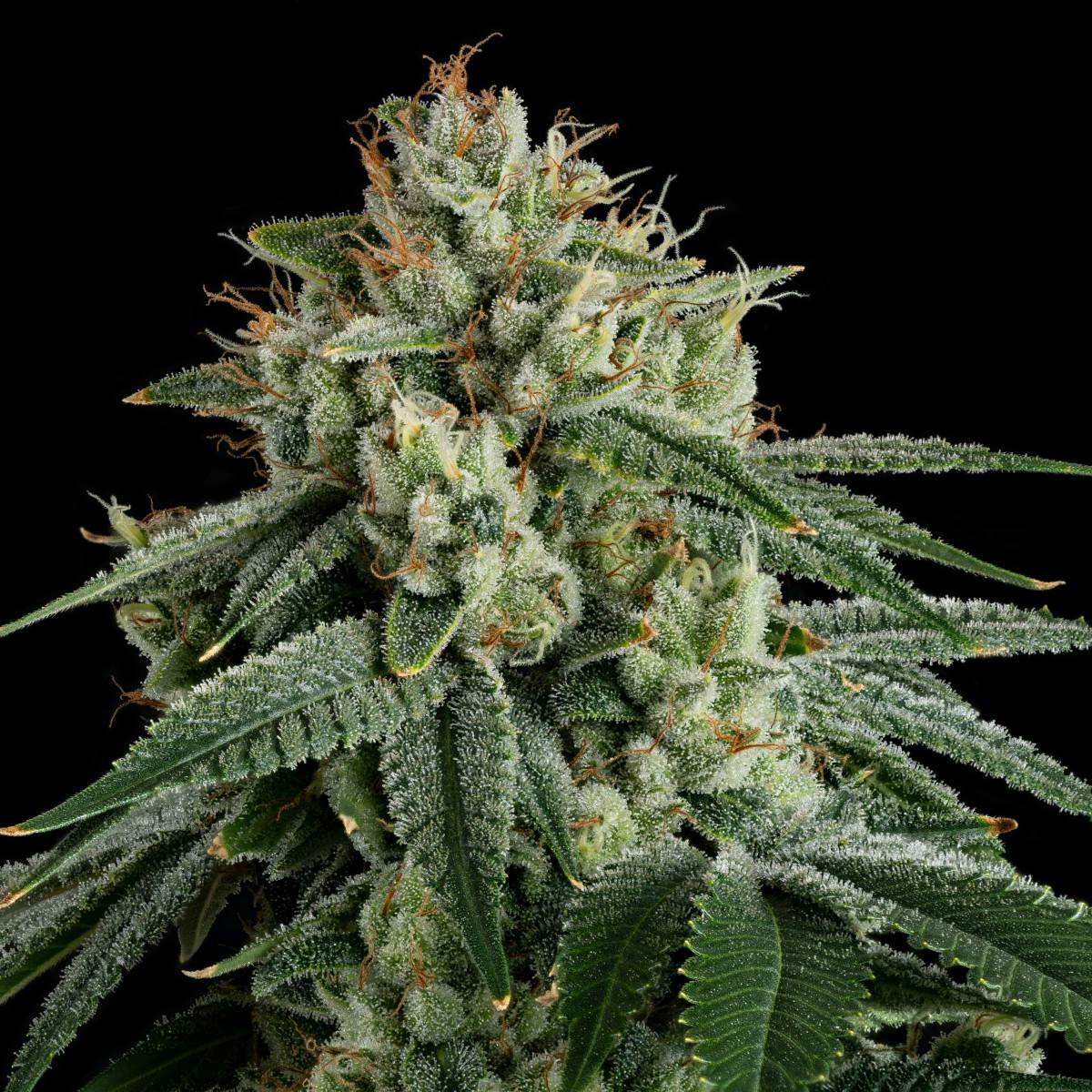 Product Permanent Marker | Flower | 3.5g