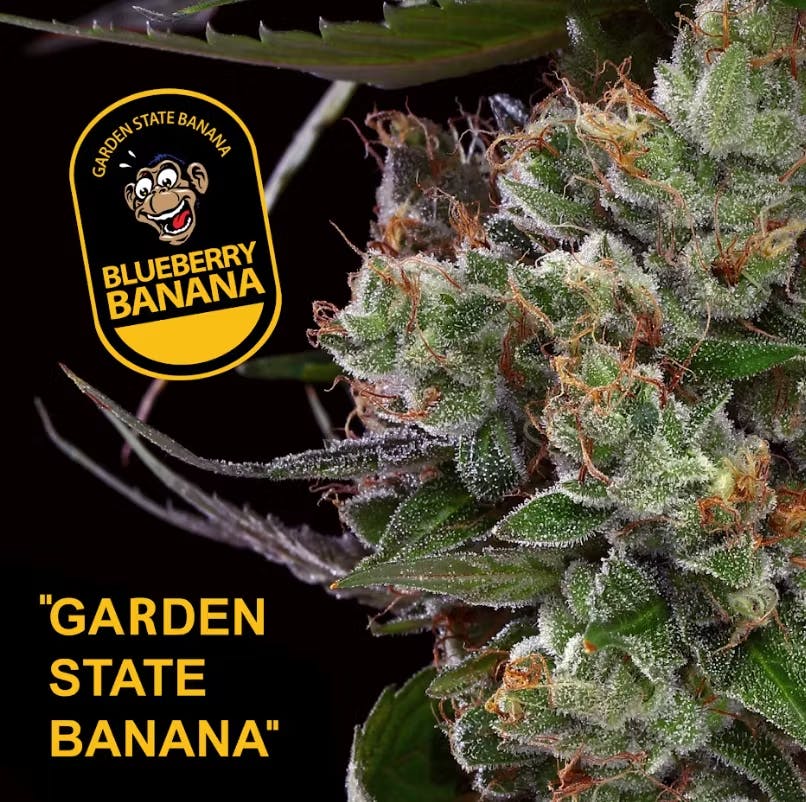 Photo of Garden State Banana Blueberry Banana 3.5g