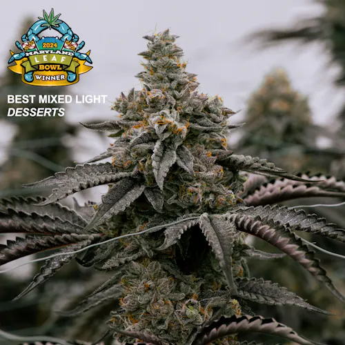 Gelato Cake Flower | 3.5g-1