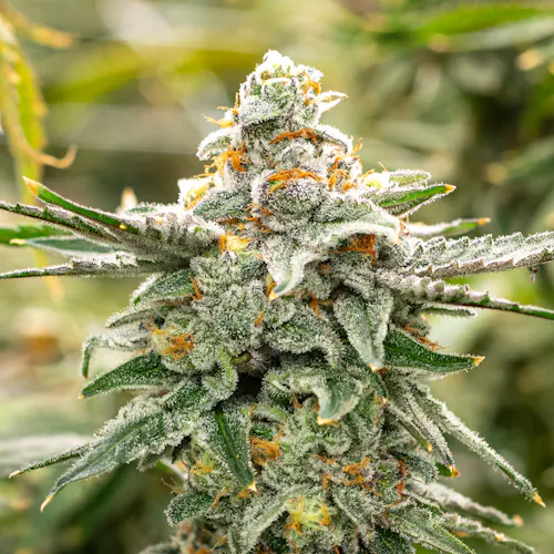 Double Stuft | 3.5g-1