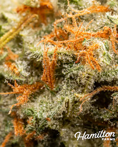 Hamilton Farms | Night Charmer | Single Pre-Roll | 1g-3