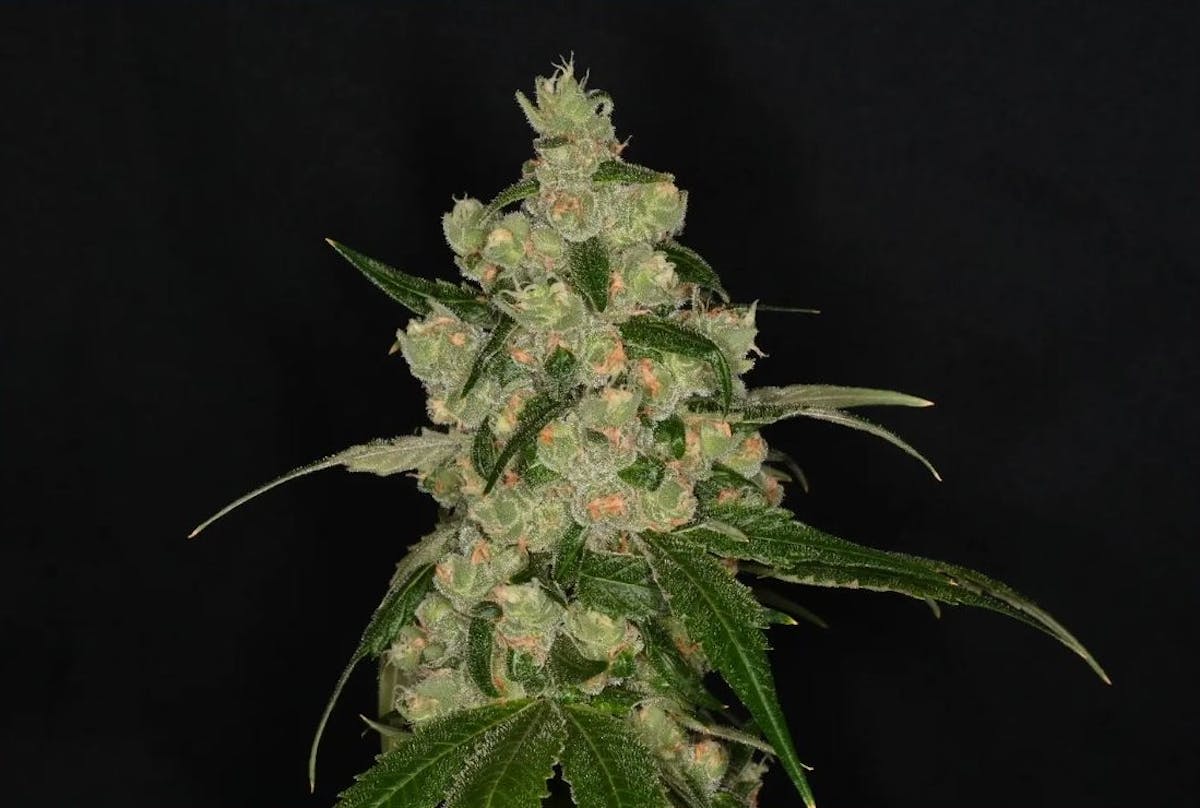 Photo of Chocolatina 3.5g Flower Nature’s Heritage