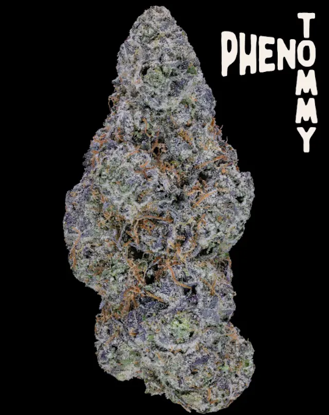 Pheno Tommy Flower Pink Platinum 3.5g (indica hybrid, whole flower)