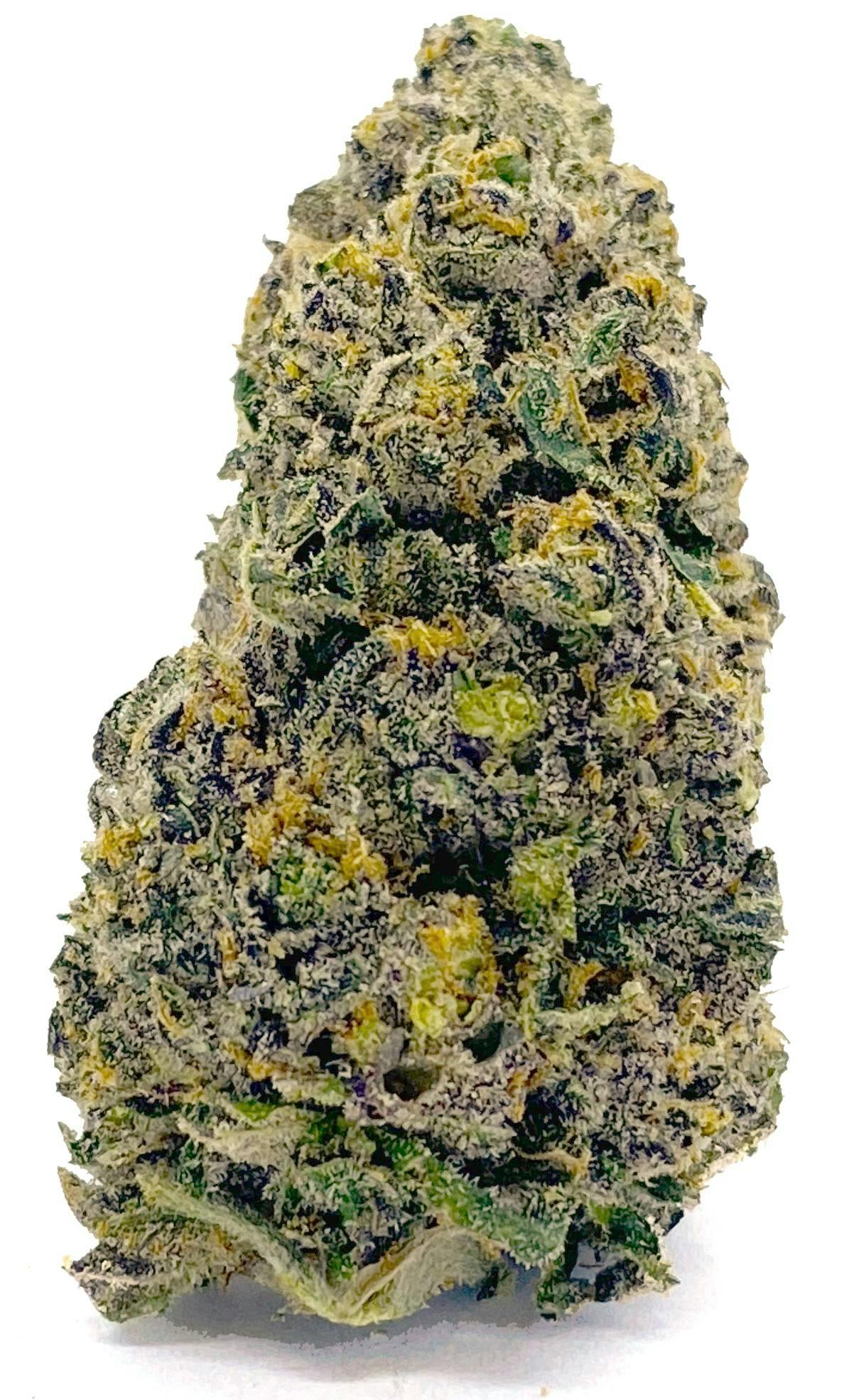 Gold Leaf Blue Zushi (H) Flower 3.5g | The Dispensary (Gibson)