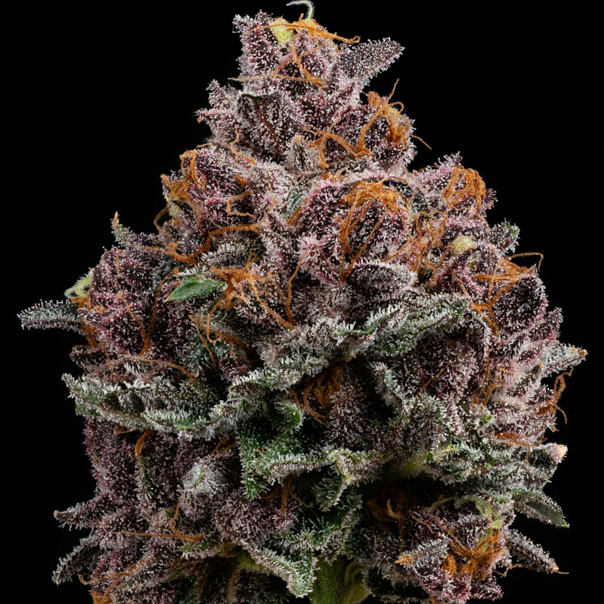 Product: Brown Bag | Cherry Whip | 7g Flower