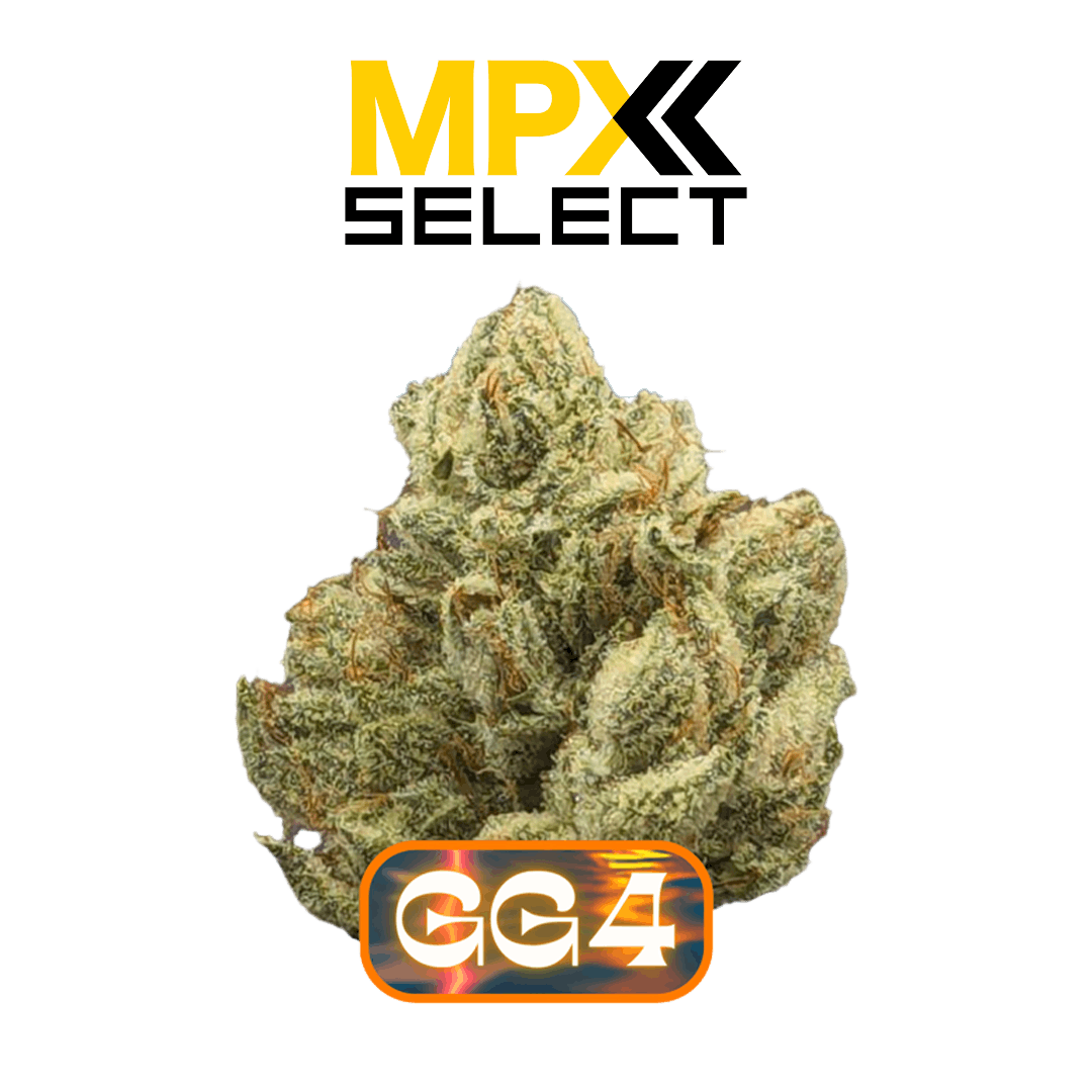 MPX Select Gorilla Glue 4 Flower | GrowHealthy