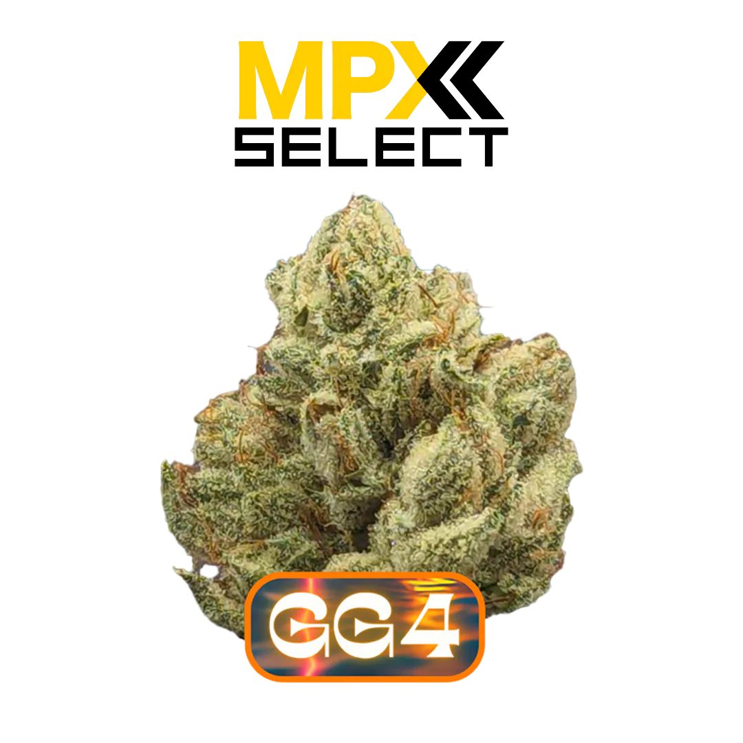 MPX Select Gorilla Glue 4 Flower in North Port, FL | Open Daily
