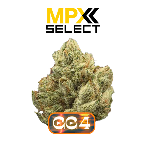 MPX Select Gorilla Glue 4 Flower | GrowHealthy