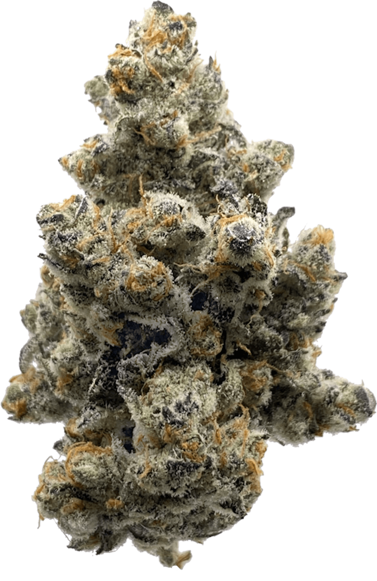 Image of Jokerz 31