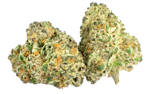 Grape Bubblegum-1