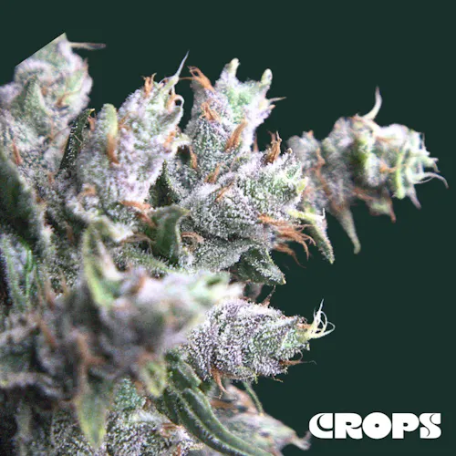 Crops | Flower | Super Melonaid 349 | 7g-1