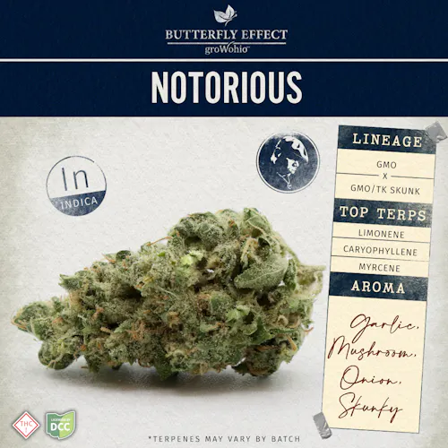 Butterfly Effect: Notorious – 3.5g-active