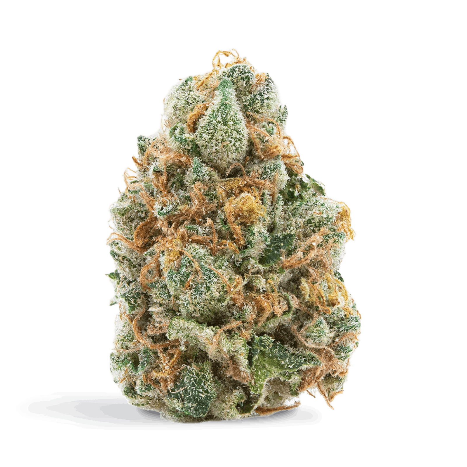 GMO Cookies | Sessions Cannabis