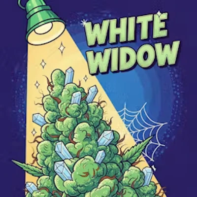 DELI - White Widow - FLOWER by Mitten Extracts at King of Budz