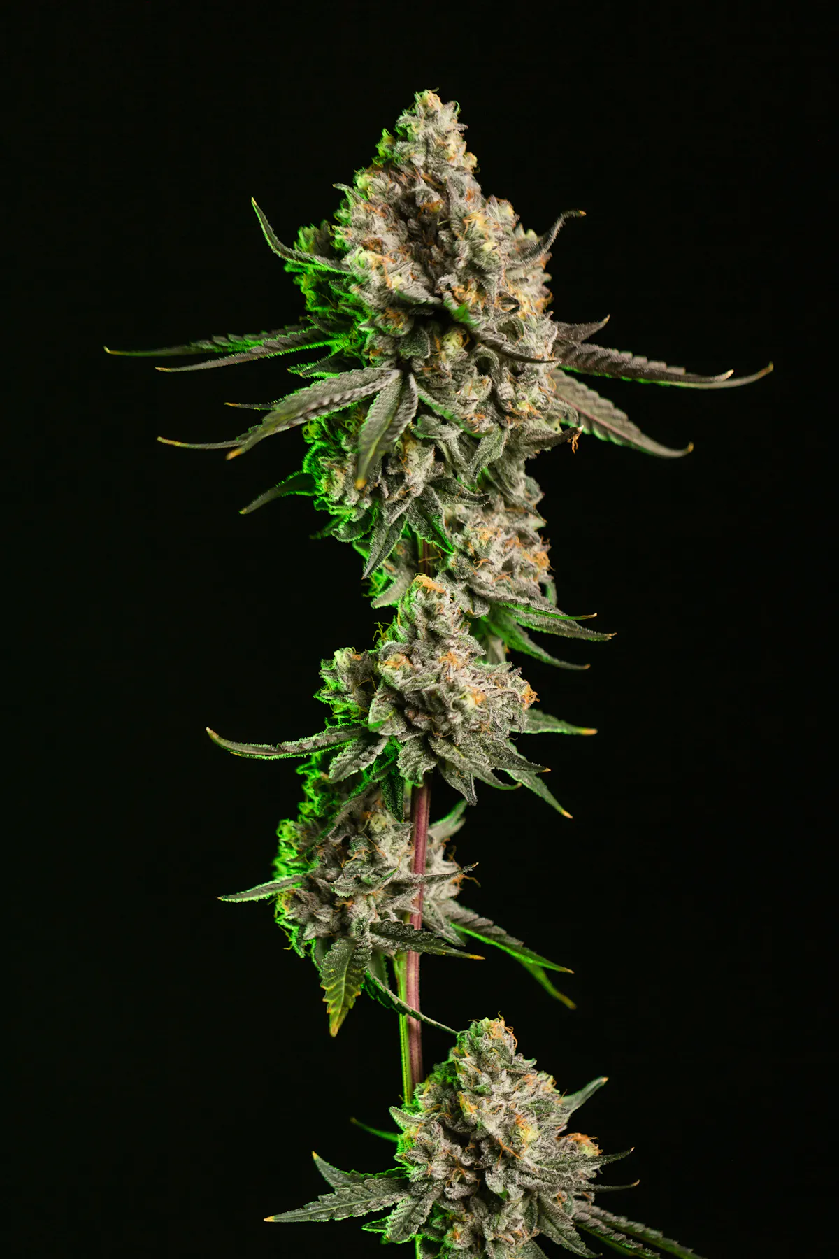Cape Cod Grow Labs Purple Push Pop 3.5g 1/8oz Flower | Cape Cod Grow Lab