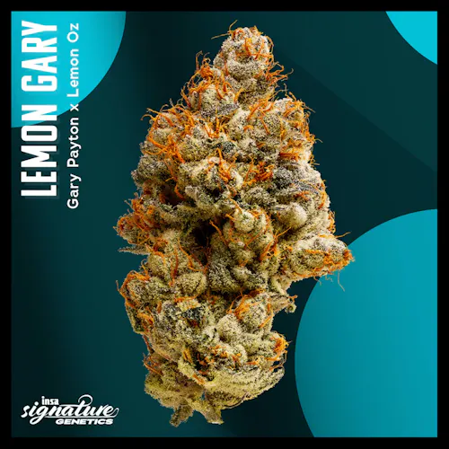 Lemon Gary | 14g-active