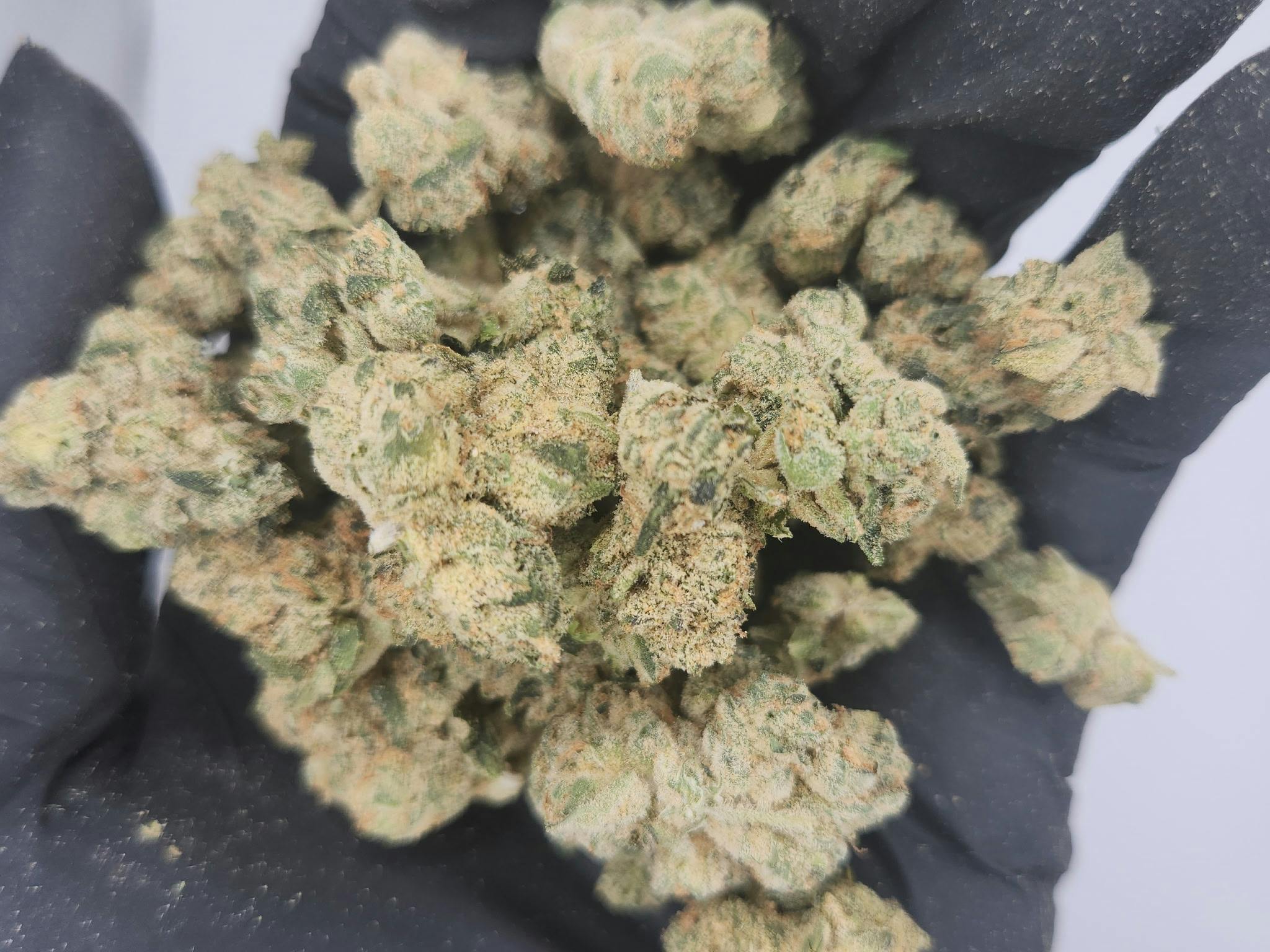 Product: Primo Danks | Bulk Bud - Zushi