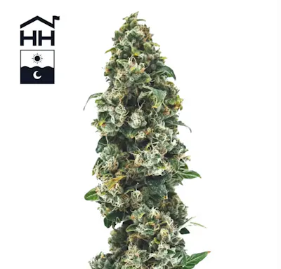 Cannabis Flower Near You - Buy Marijuana Now- Bud's Goods