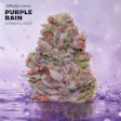 Purple Rain