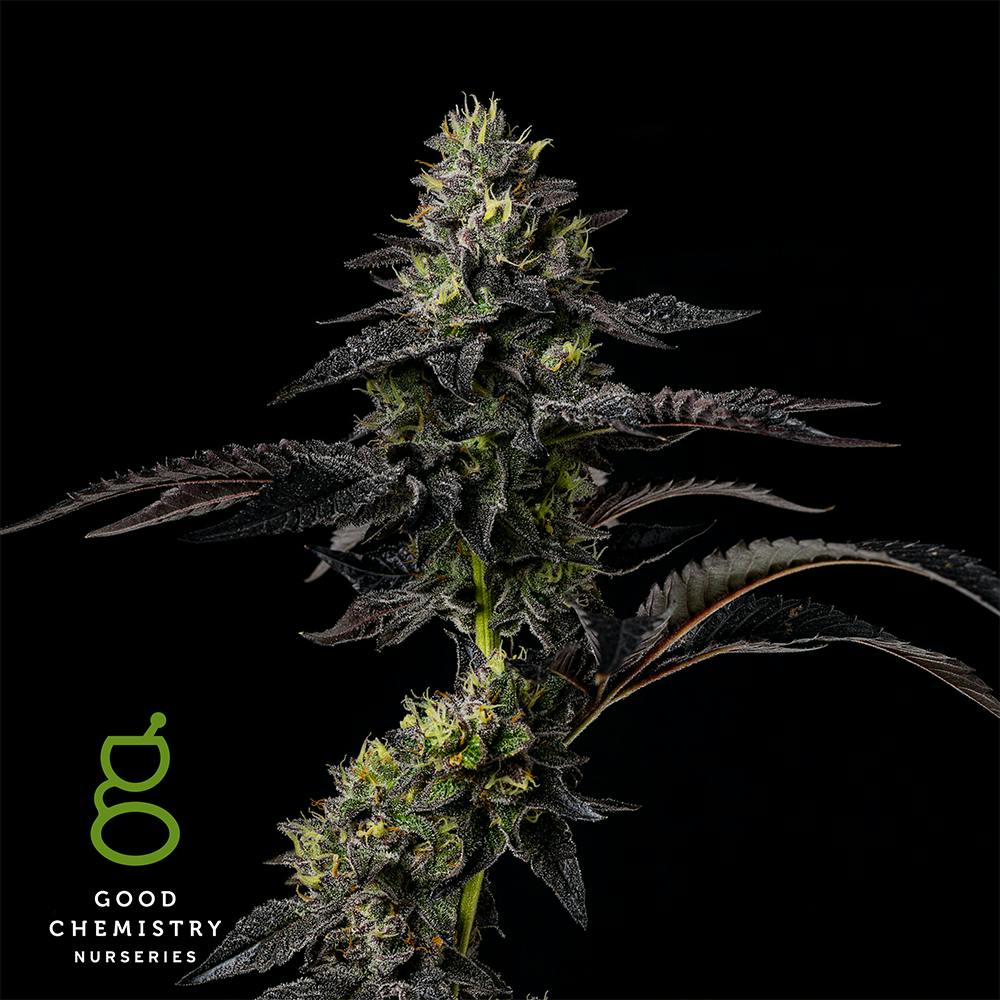 Photo of Tokyo Jam – .5g Live Rosin Cartridge