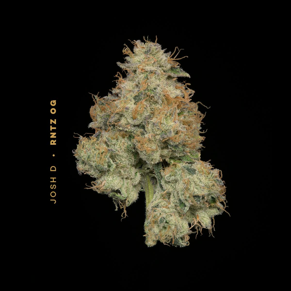 Photo of | Josh D R’ntz OG |