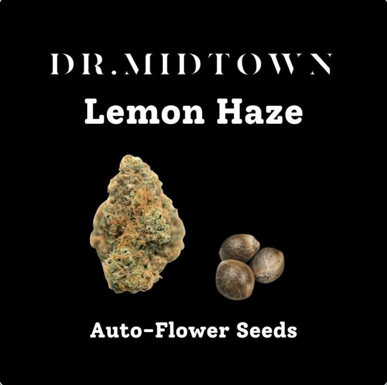 Dr.Midtown | LEMON HAZE | AUTO FLOWER SEEDS