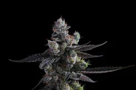 Flower category image