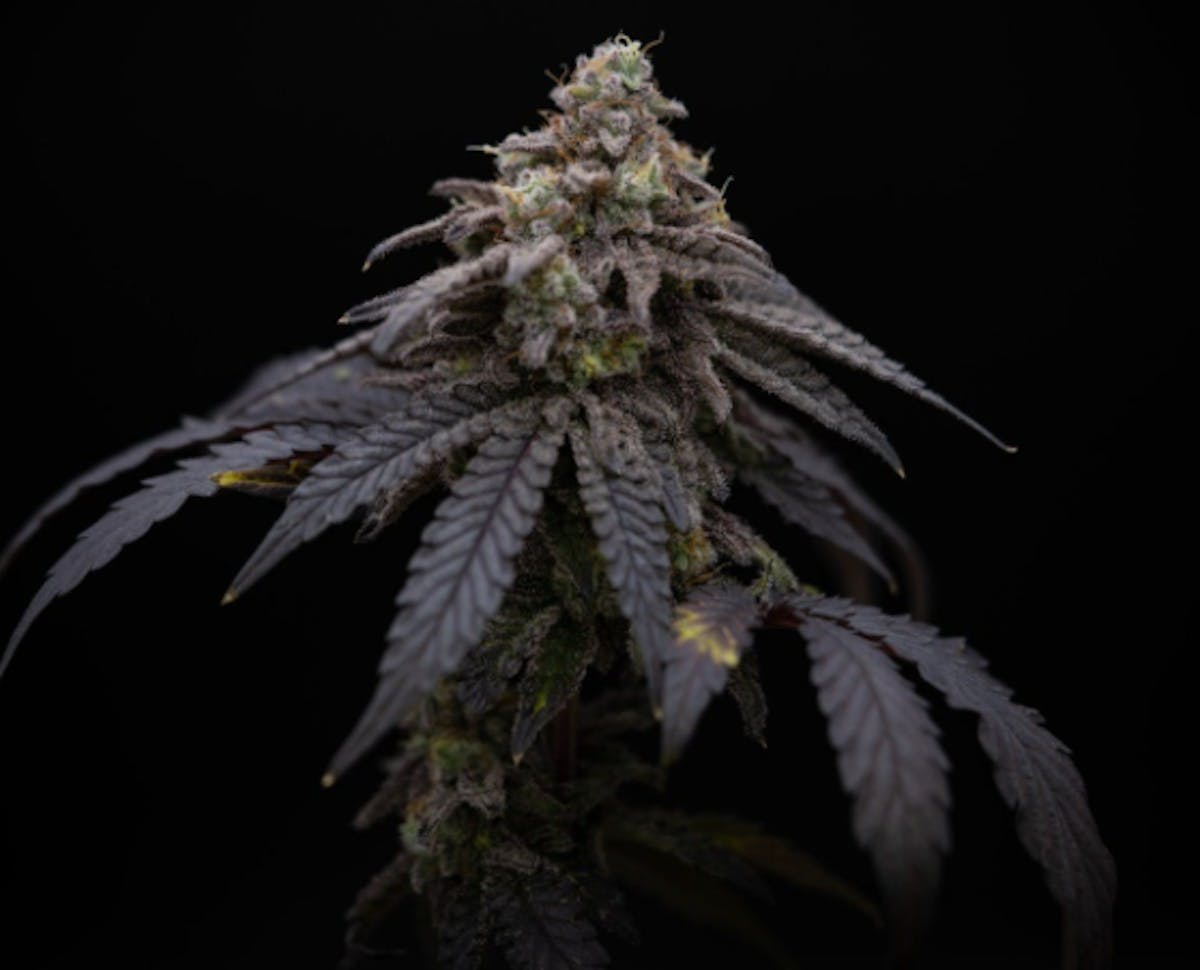 Photo of Gibby’s Garden MAC 1