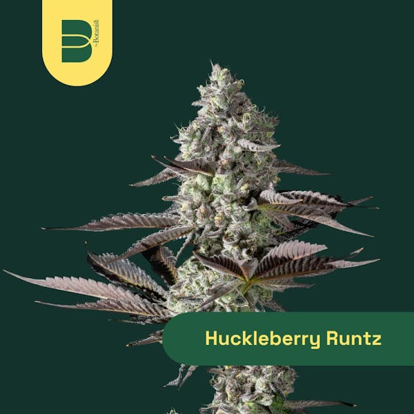 Huckleberry Runtz (I) - 3.5g - The Botanist