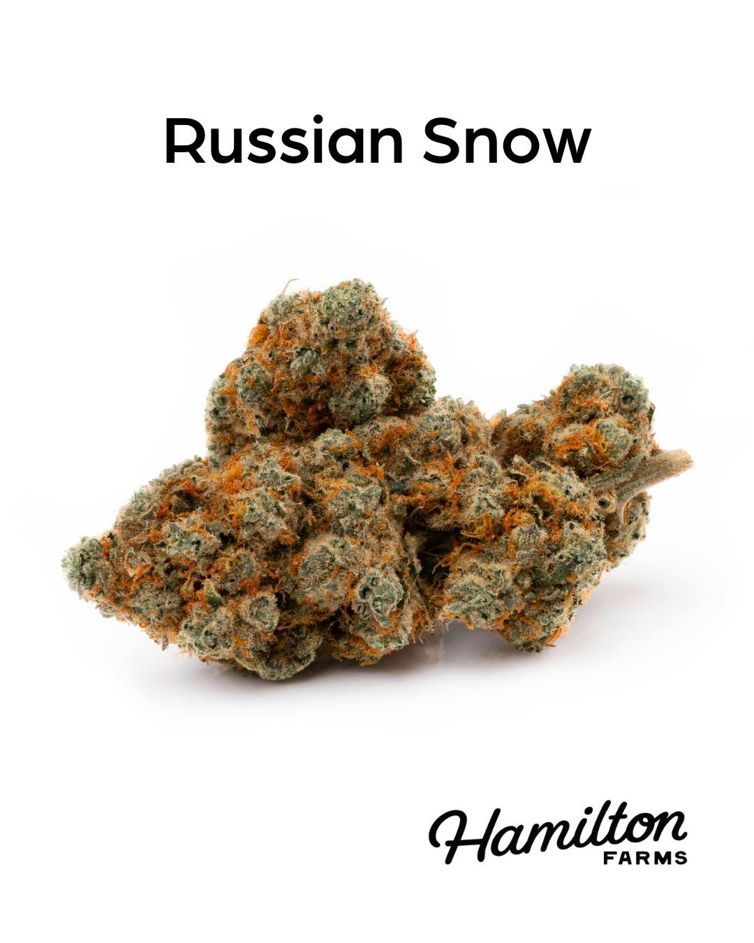 Hamilton Farms | Flower | Russian Snow | 3.5g – Hashery
