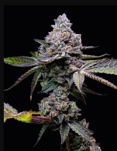 Product Apple Fritter Buds