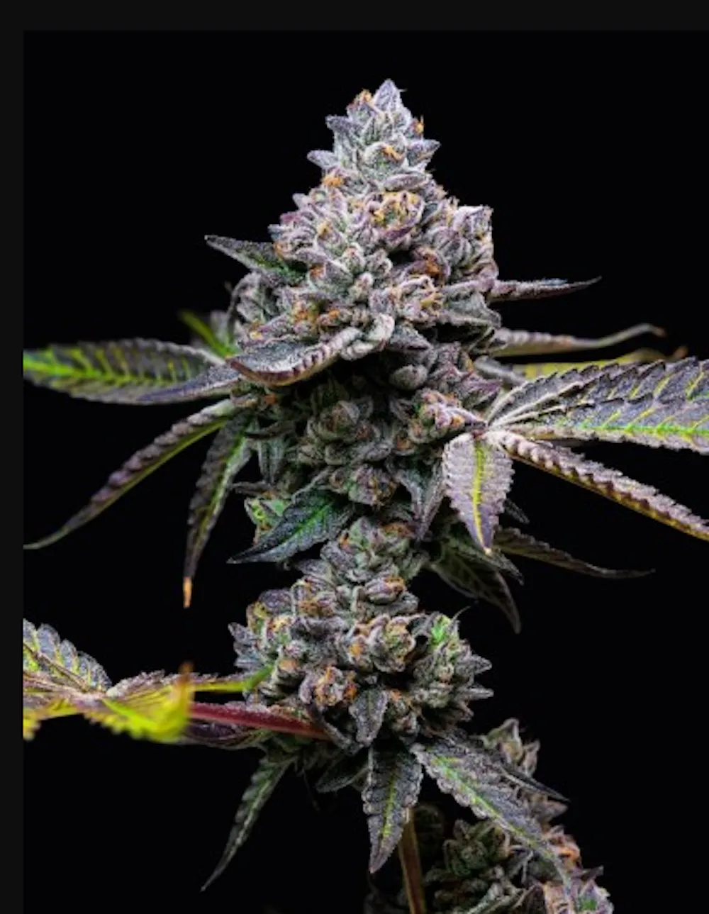 Trifecta Farms Apple Fritter Buds | Malden, MA | Misty Mountain Shop
