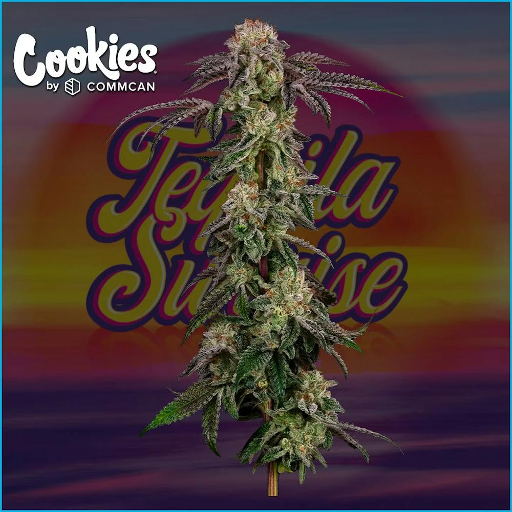 Product Tequila Sunrise | Flower | 3.5g