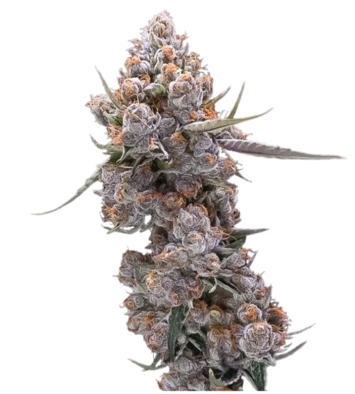 Photo of Gelato Punch