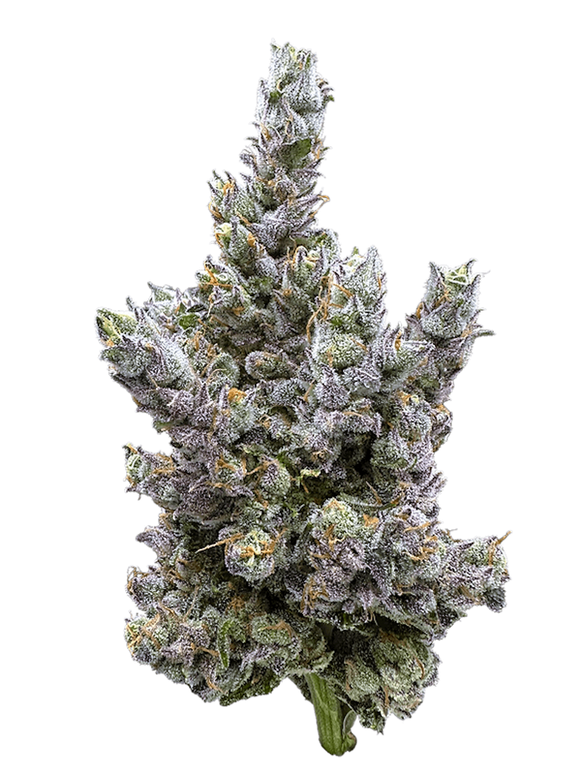 Image of Glue Dream | 3.5g Flower