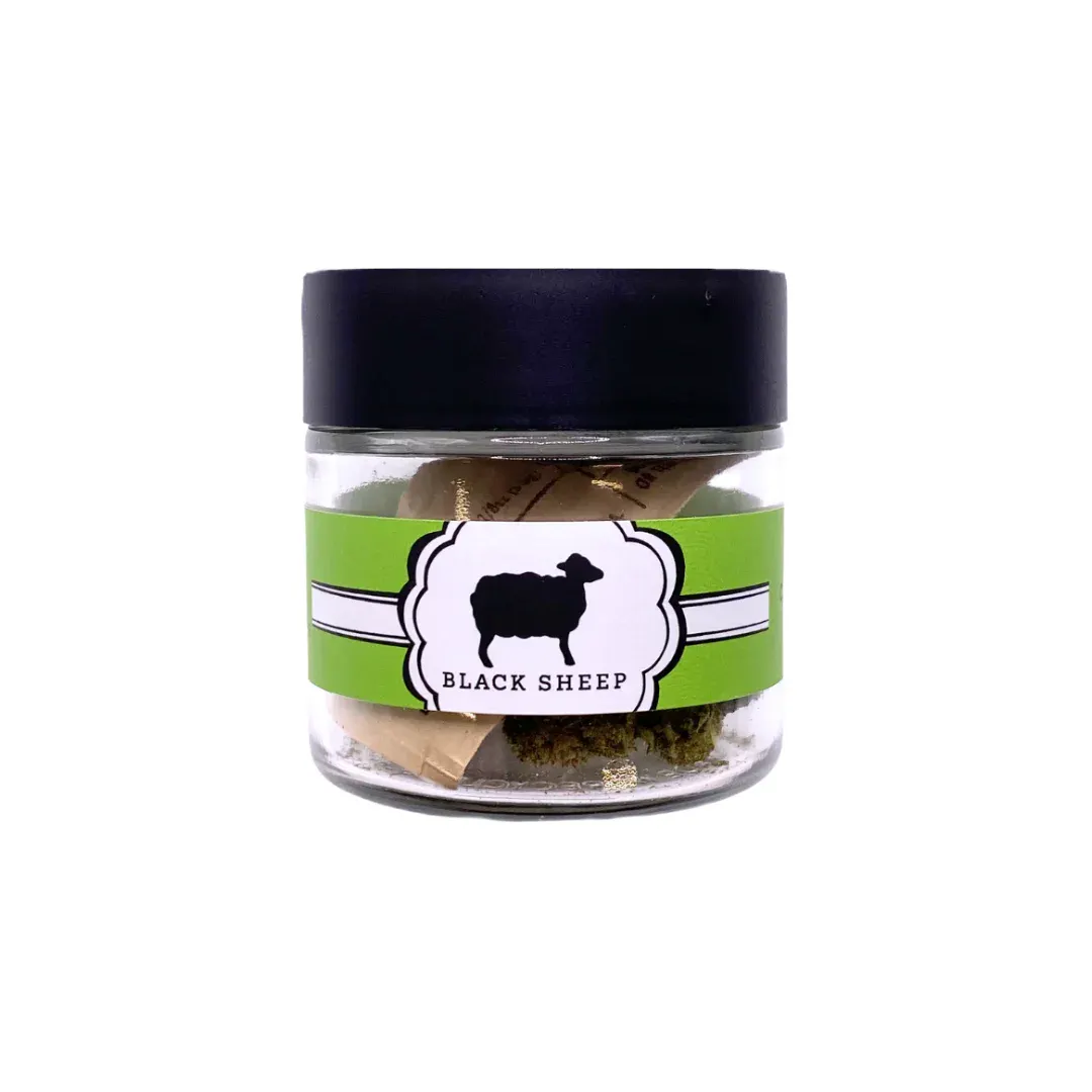 Black Sheep | The Forest - Murray