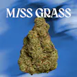 OG GMO Quiet Times