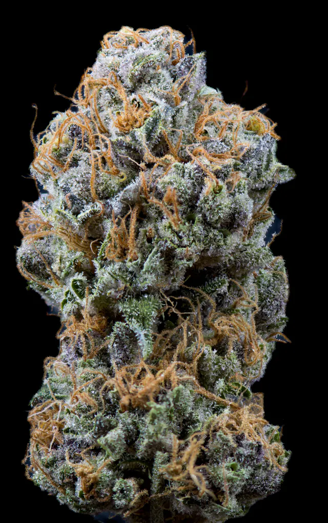 Kusala Care Flower Key Lime Sherbet 28g (sativa hybrid)
