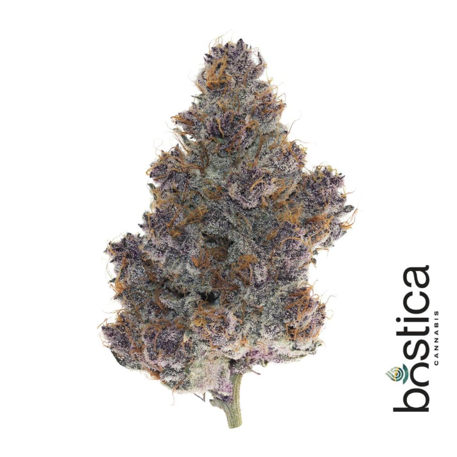 Product Cherry Payton | Flower