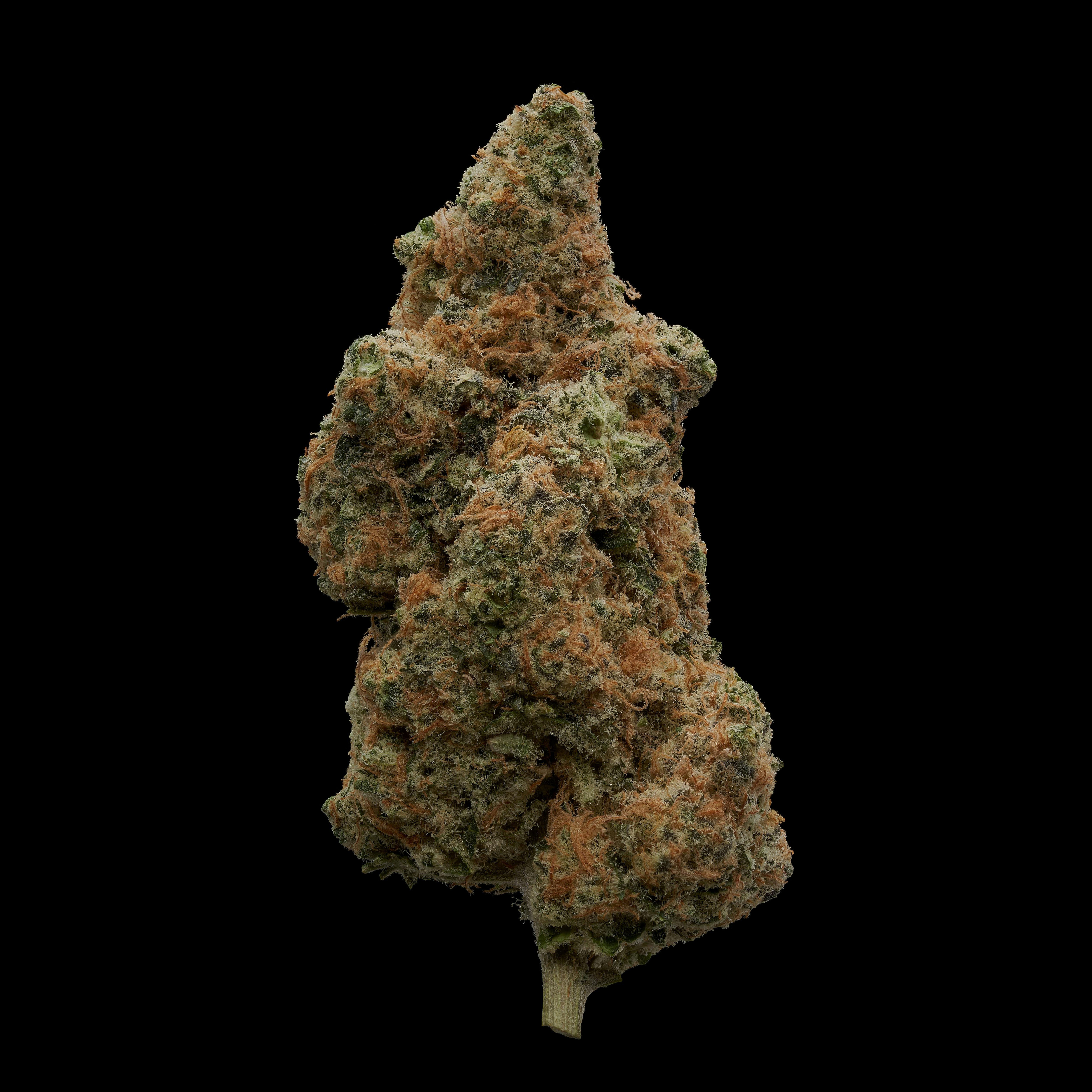 TKS Sensei | Candy Cane | Flower