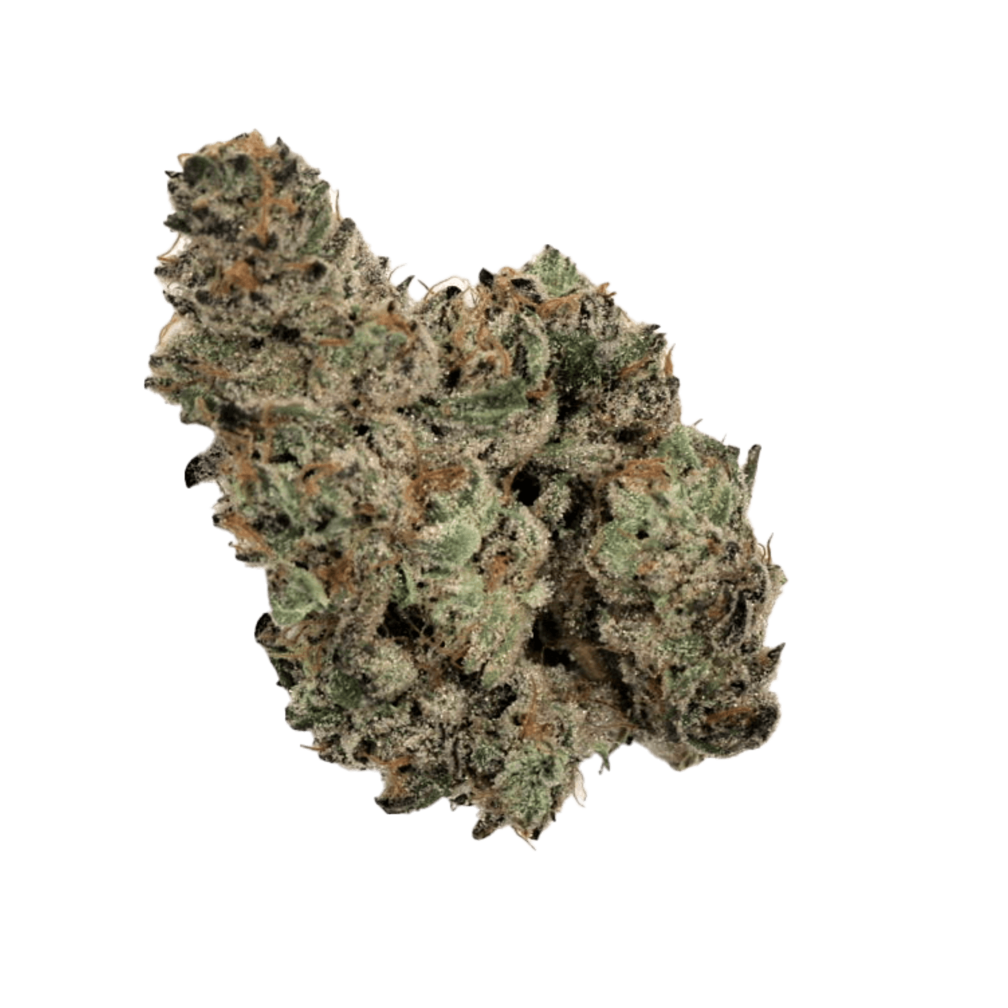 MPX Select Kashmir Flower - 