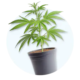 Clones category image