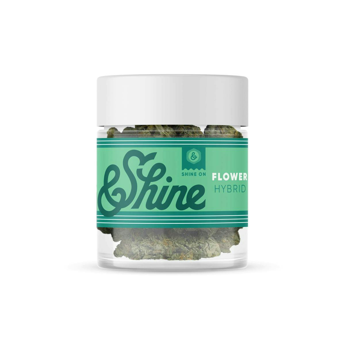 Photo of Shine – Baklava 3.5