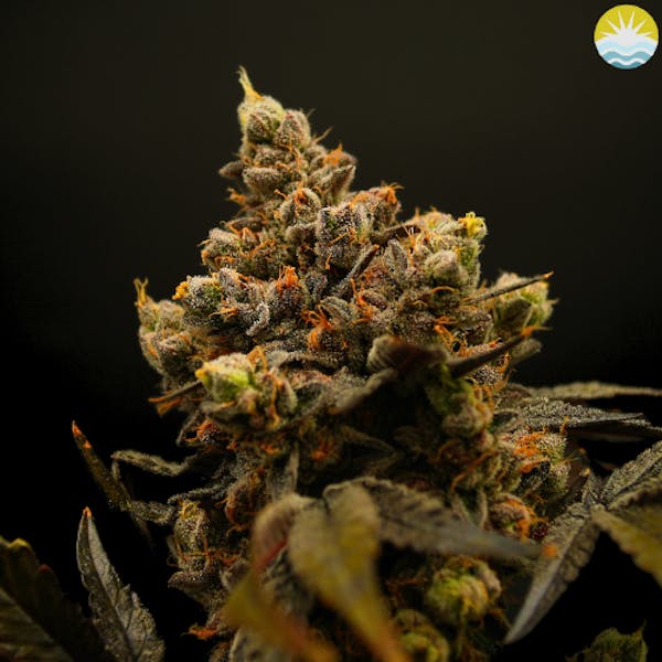 Lemon Cherry Oreoz | 14g | Small Buds Flowers | Renew